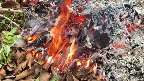 Close Up View of Bright Orange Fire Flames Burning a Pile of Dry Foliage Stock Footage 346009041