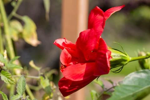 Close up view of a bright red blooming hibiscus Stock Photos