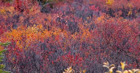 Close up view of bright red fall foliage swaying to wind slow motion shot. Stock Footage 314341713
