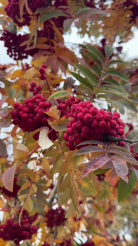 Close-up view of bright red rowan berries, showcasing their vibrant color and Video stock 302471027