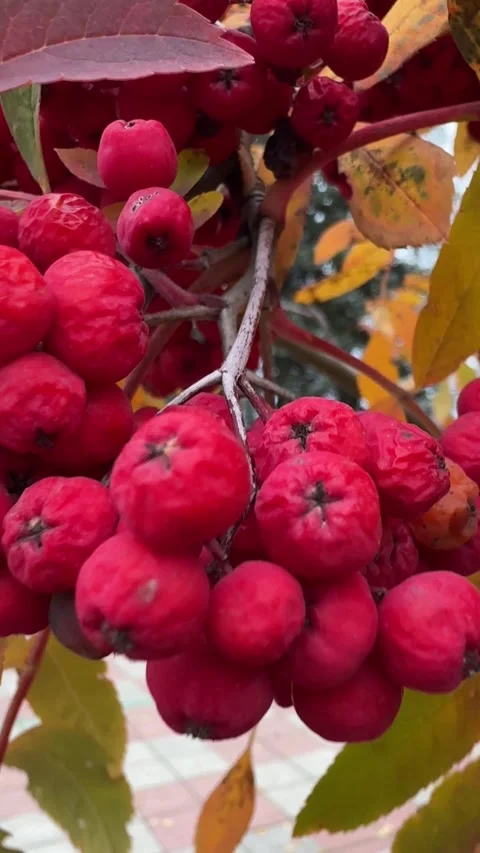Close-up view of bright red rowan berries, showcasing their vibrant color and Video stock 303358788