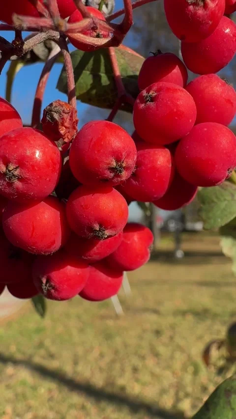 Close-up view of bright red rowan berries, showcasing their vibrant color and Stock Footage 303361344