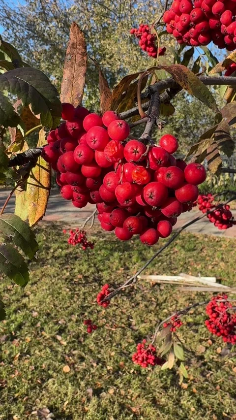 Close-up view of bright red rowan berries, showcasing their vibrant color and Stock Footage 305389206