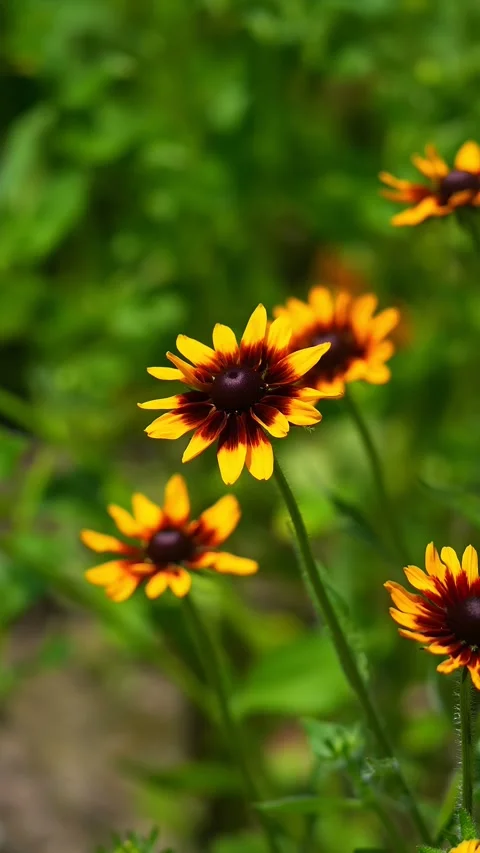 Close Up View of Bright Yellow Black Eyed Susan Flowers in a Garden China Stock Footage 338314482