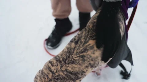 Close-up view of brindle dog fur pattern during winter walk on snowy path Stock Footage 318253183