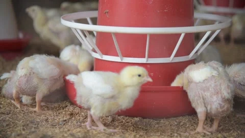 Close up view of Broiler chicks are being raised and bred on poultry farms Stock Footage 150121094