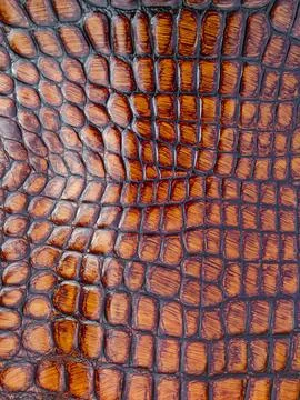 Close view of brown alligator embossed leather showing glossy scales for lu.. Photos