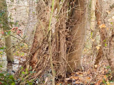 Close up view of brown bare branches growing alongside bare tree trunk autumn Stock Photos
