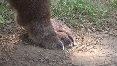 Close view of brown bear claw long nails during walking motion - Wildlife Macro Stock Footage 339646286