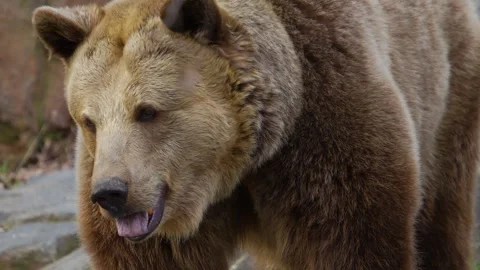 Close view of a brown bear Stock Footage 270656291