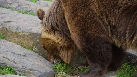 Close view of a brown bear Stock Footage 270657096