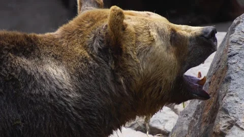Close up view of a brown bear sniffing Stock Footage 254944186