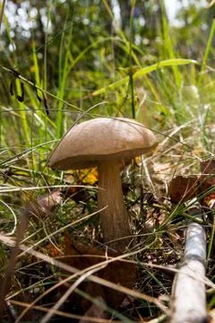 Close up view of brown cap boletus growing in forest. Stock Photos