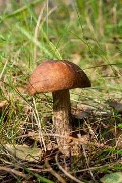 Close up view of brown cap boletus growing in forest. Stock Photos