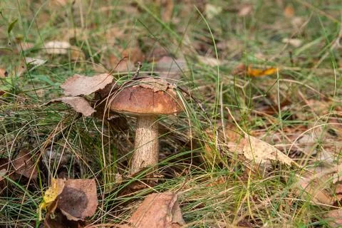 Close up view of brown cap boletus growing in forest. Stock Photos