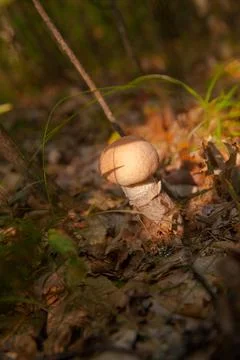Close up view of brown cap boletus growing in forest.. Stock Photos