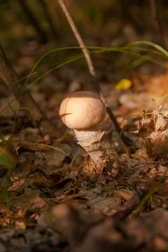 Close up view of brown cap boletus growing in forest.. Stock Photos