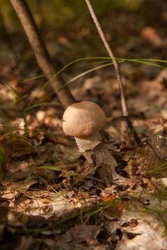 Close up view of brown cap boletus growing in forest.. Stock Photos
