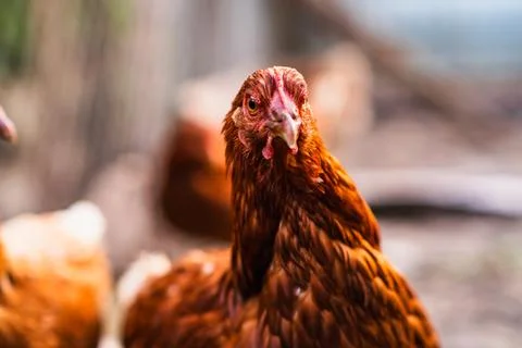 A close-up view of a brown chicken in a rustic farmyard setting during daylig Stock Photos