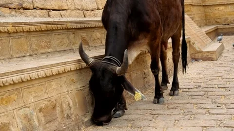 A Close-Up View of a Brown Cow Grazing Near Ancient Stone Steps While Pigeons Sc 스톡 동영상 335203698