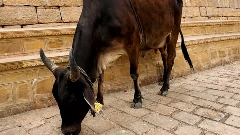 A Close-Up View of a Brown Cow Grazing Near Ancient Stone Steps While Pigeons Sc Stock Footage 335203723