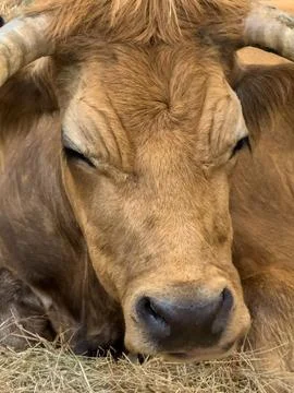 Close-up view of a brown cow's head with horns Stock-Fotos