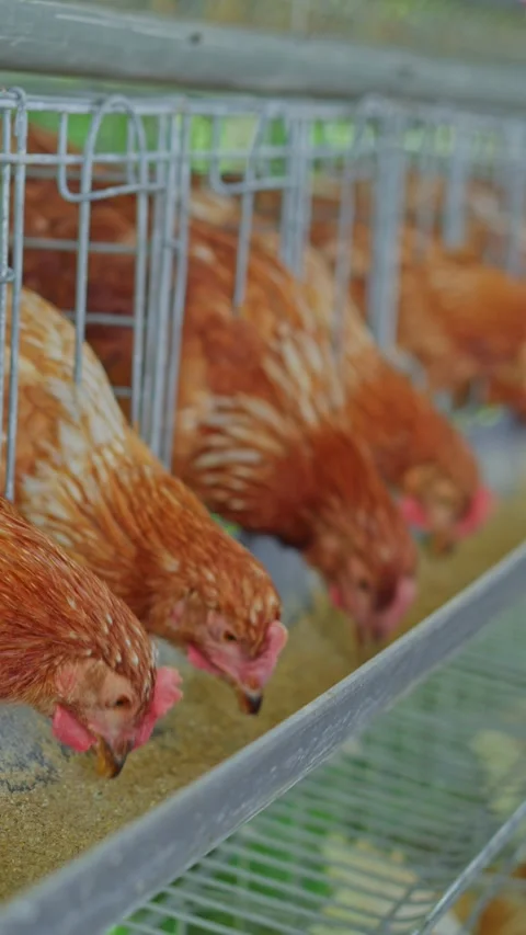 Close-up view of brown egg-laying hens actively pecking feed from trough in Stock Footage 346961369