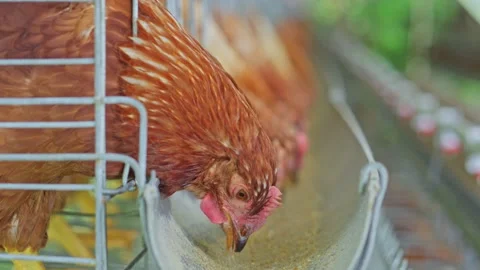 Close up view of brown egg-laying hens leaning down to peck grain feed from Stock Footage 347778273