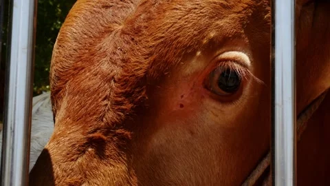 Close-up view of the brown fur cow's eyes on the transport. Vidéo 291315906