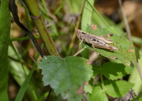 A close-up view of a brown grasshopper on a leaf of grass in meadow thickets Stock Photos