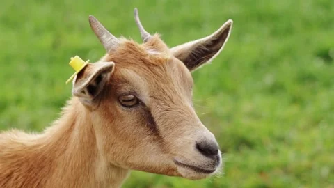 Close view of a brown horned goat wearing a yellow ear tag against green gr.. Stock Footage 345412130
