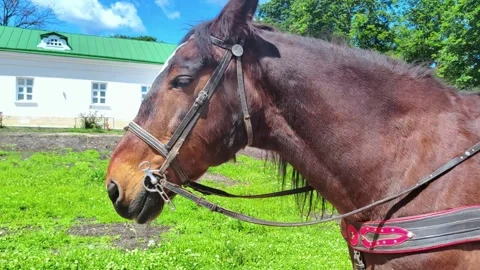 Close up view of brown horse head in bright sunlight. Stock Footage 279316628