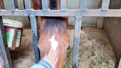 A Close-Up View of a Brown Horse in its Stable. Stock Footage 343377694