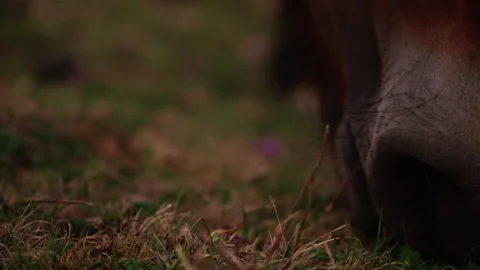 Close-up view of a brown horse's muzzle as it grazes on fresh green grass i.. Video stock 347120354