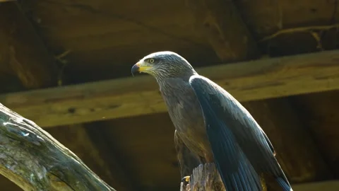 Close view of a brown kite raptor Stock Footage 274240799
