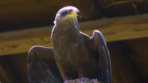 Close view of a brown kite raptor Video stock 274241458