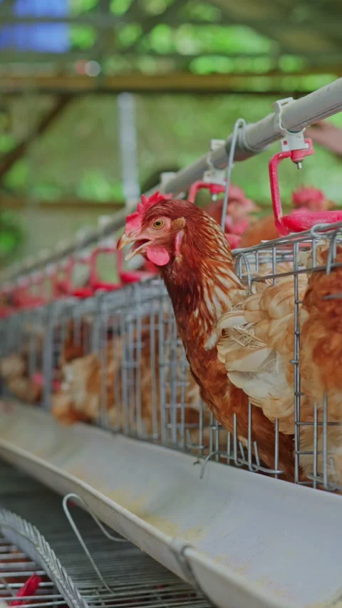 Close-up view of brown layer chicken leaning down from its cage to eat feed Stock Footage 346961332