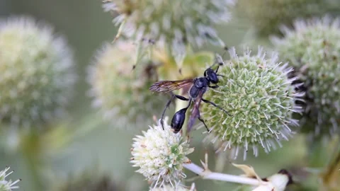 Close up view of Brown legged Grass Carrier insect on a plant thistle. Stock Footage 250047316