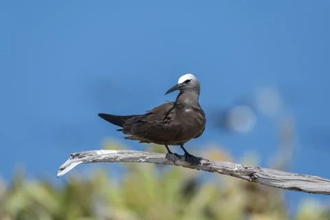 Close up view of a brown noddy perched on a branch Stock Photos