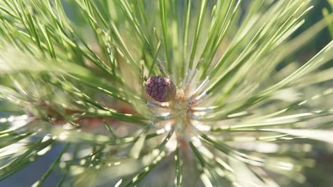 Close up view of a brown pine cone with green pine needles surrounding it 스톡 사진