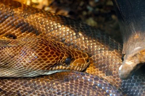 Close-up view of a brown python displaying detailed scales while resting on a 库存照片