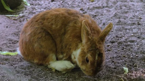 Close view of a brown rabbit  Stock Footage 260382870