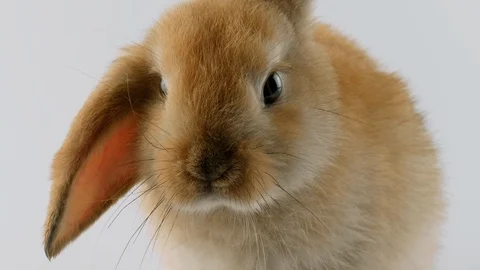 Close-up view of brown Rabbit, moves mouth, sniffing, looking at camera Stock Footage 102493883