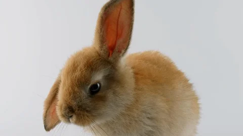 Close-up view of brown Rabbit with one ear down, sniffing, moves mouth Stock Footage 102493857