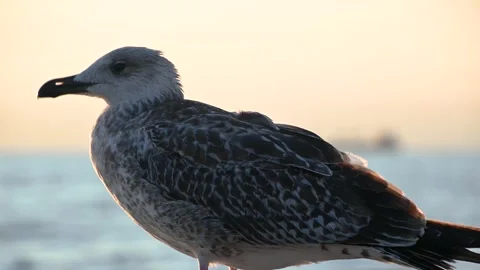 Close up view of Brown seagull standing on concrete pier Stock-Footage 160003927