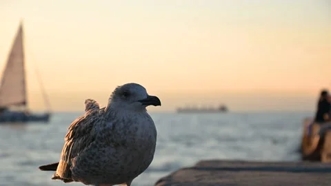 Close up view of Brown seagull standing on concrete pier Stock Footage 160003965