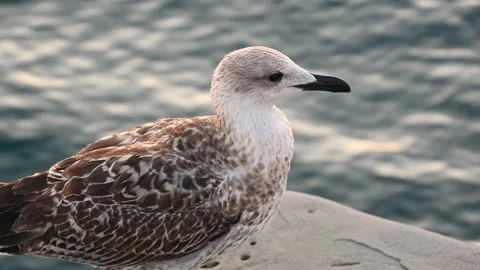 Close up view of Brown seagull standing and cleaning itself on concrete pier Stock Footage 160004795