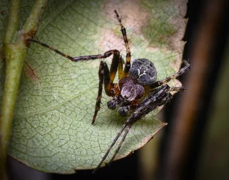 Close up view of a brown spider on a leaf Stock Photos
