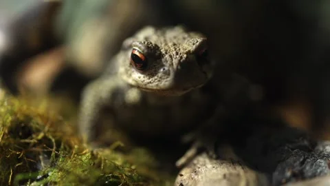Close-up view of a brown toad with textured skin and bright eyes resting on Stock Footage 335088389