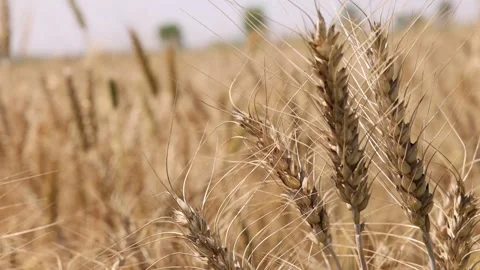 Close Up View of Brown Wheat Rack Focus To Field Behind Stock-Footage 267437869